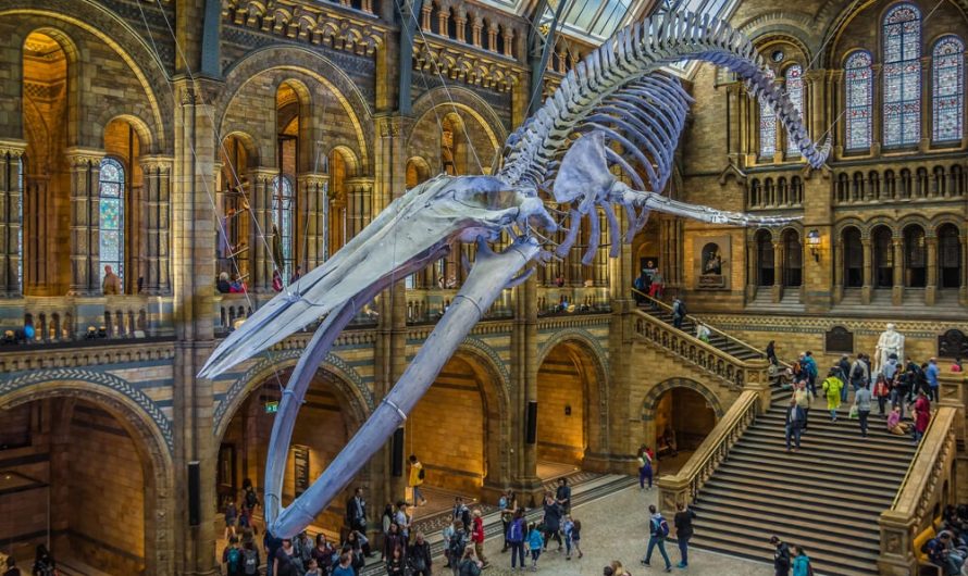 Une visite du Musée d&rsquo;Histoire Naturelle de Londres