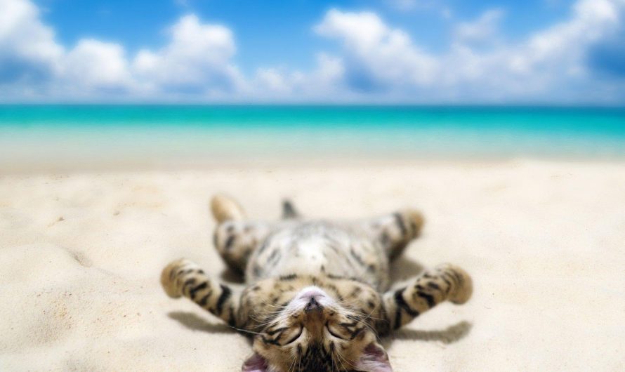 Nos conseils pour partir en vacances avec votre chat