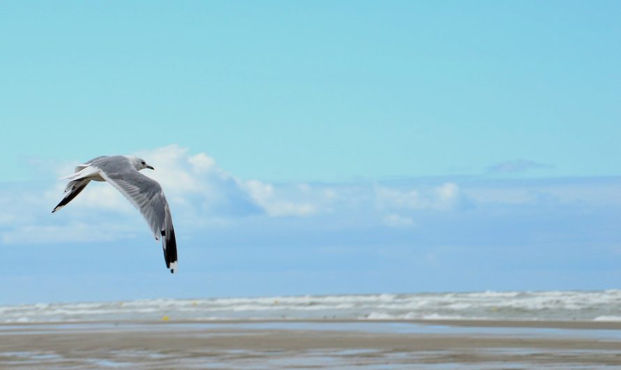 Les meilleures choses à faire au Touquet