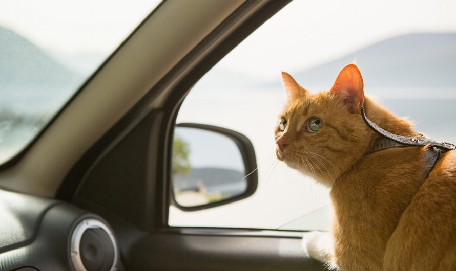 Comment réussir les trajets en voiture avec son chat ?