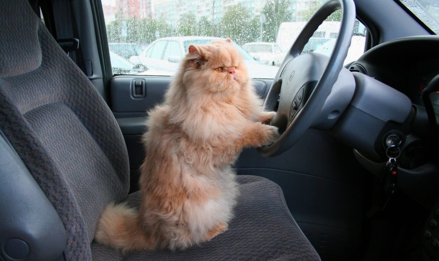 Guide pour voyager avec son chat en train, en avion et en voiture