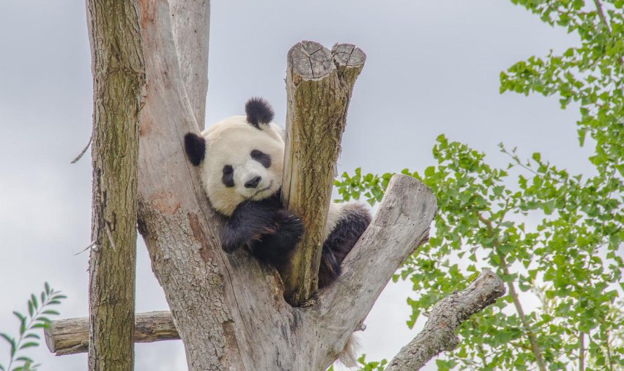 Quels sont les plus beaux zoos de France ?