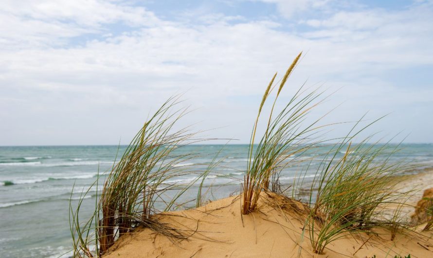 5 bonnes raisons de faire du camping à l’île d’Oléron