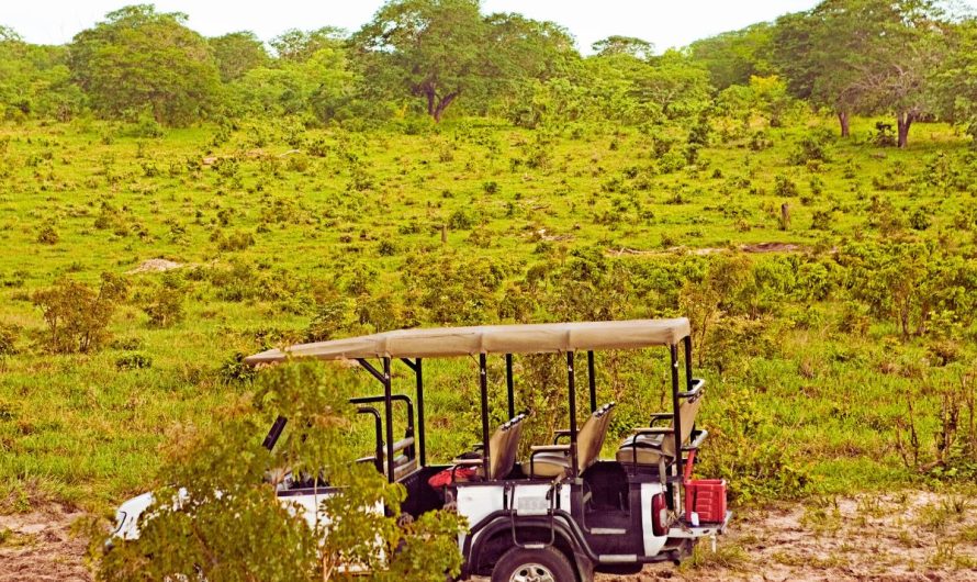 Les 5 meilleures destinations de safari à visiter en Ouganda